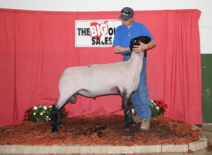 Our best 2013 ram. Excellent length, leg, Champion crossbred yearling at 2014 Big Ohio Show and Sale, the best of a highly competitive class. 