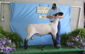 Purebred registered Suffolk wether style. Grand Champion Great Lakes Show and Sale ram. He served our 2013 ewe lambs with excellent results.