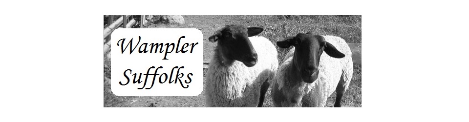 Wampler Suffolks | “Show sheep that perform; performance sheep that show.”